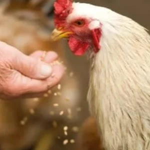 Bolehkah Berkurban dengan Ayam? Ini Penjelasan Hukumnya dalam Islam