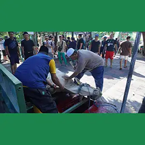 Kompak! Idul Qurban Warga Perum GSP Sembelih 13 Sapi dan 30 Kambing